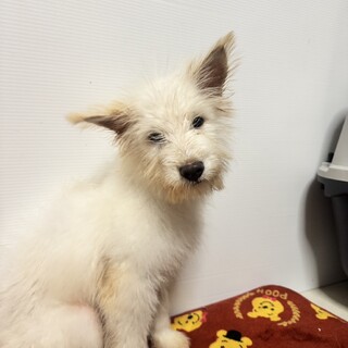 雑種の女の子　しらたきちゃん