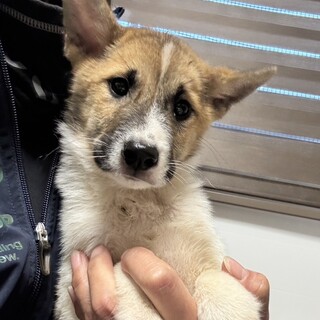 雑種の男の子　アッサムくん