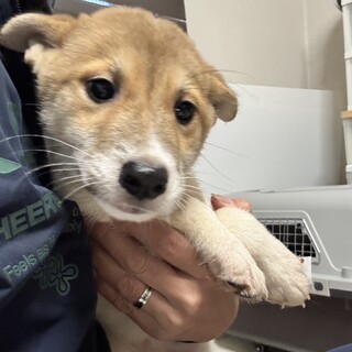 雑種の男の子　ルフナくん