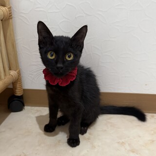 穏やかで飼いやすい女の子