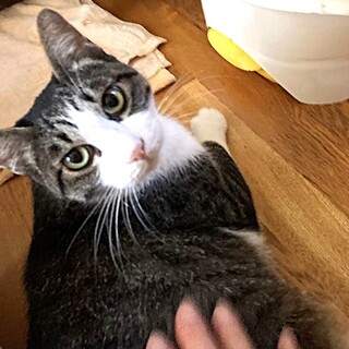 ちょっと大きめキジ白マロンくん