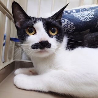 小柄でかわいい「ミミィちゃん」