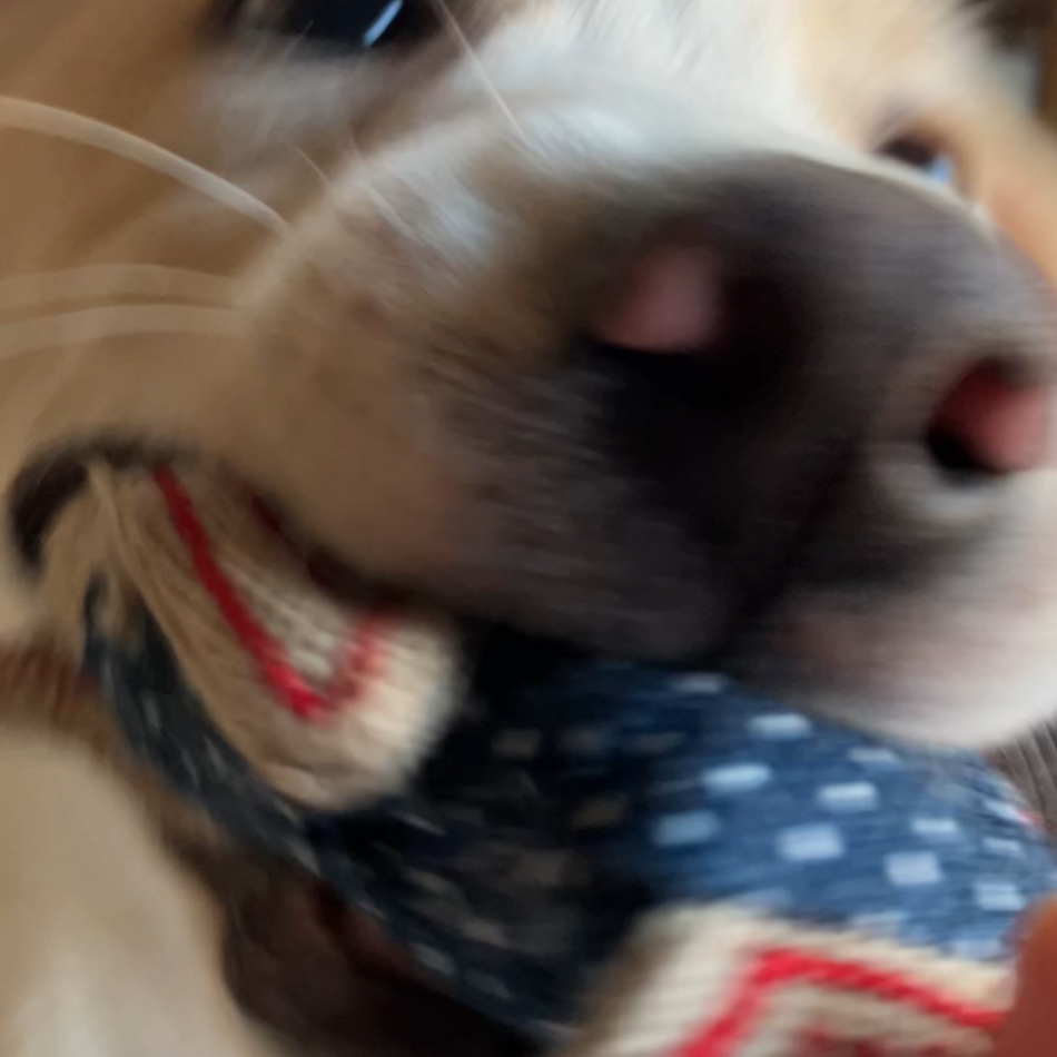 アッシュのカバー写真