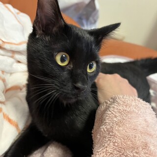 とっても甘えん坊なネロ・リセス兄妹です❗️