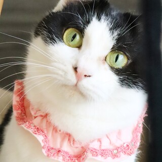 ペア希望☆永遠の赤ちゃん猫☆甘えん坊のちい姫