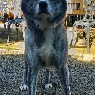 純血の秋田犬です。