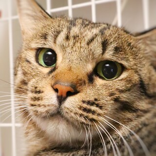 ペア希望☆困り顔のイケメン☆キジトラのおこげ