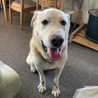 ラブラドール系　バニラです