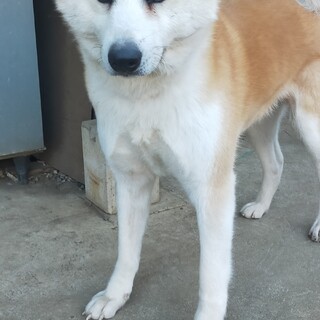 純血の秋田犬赤毛メス