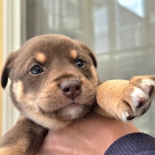 募集一時停止中です推定2ヶ月弱の男の子②