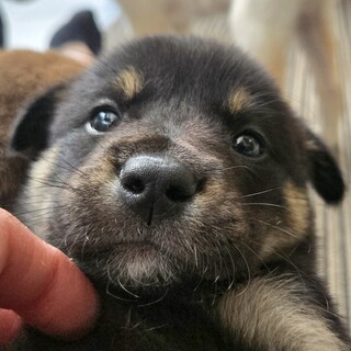 募集一時停止中です推定2ヶ月弱の男の子①