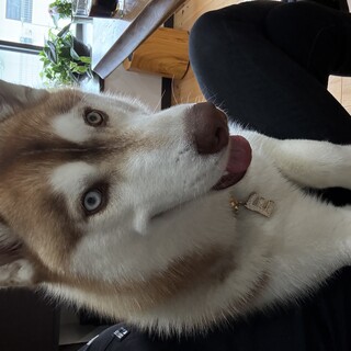 オッドアイ　チョコ✖️ホワイトのハスキー犬