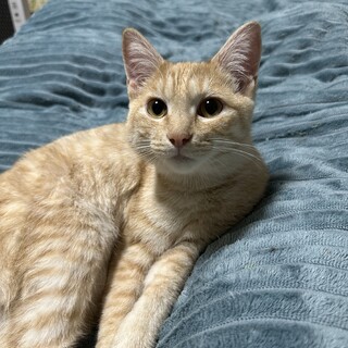 素敵な家族が見つかりました♡レアちゃん