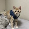 モモンガ28