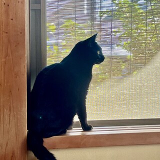 なでなでもブラッシングも大好きな黒猫ちゃんです