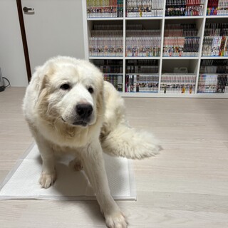 グレートピレニーズ　4歳