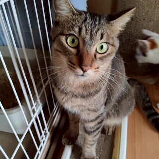 ☆イケにゃんキジトラ 嬴政(えいせい)