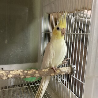 数年前から実家より預かっていたオカメインコ