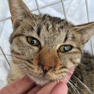 処分対象　収容期限12/5朝まで　延長なし