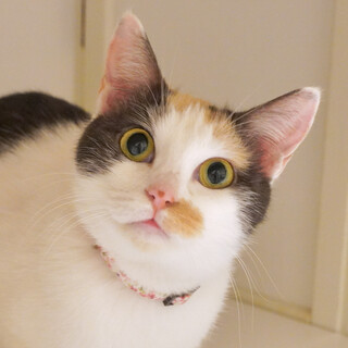 多頭歓迎♪人も猫も大好きパステル三毛美少女；みーみ