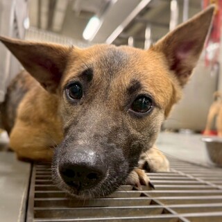 小柄な女の子　青荷(あおに)ちゃん　1歳