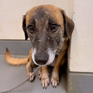 たれ耳キュートな　古牧(こまき)ちゃん　2-3歳