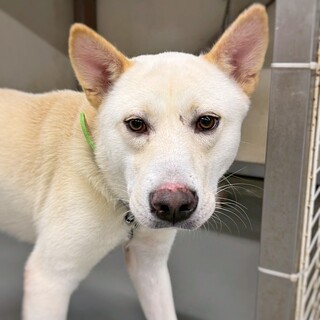 クリーム色の男の子　ミロくん　1-2歳