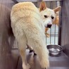 クリーム色の男の子　ミロくん　1-2歳 サムネイル5