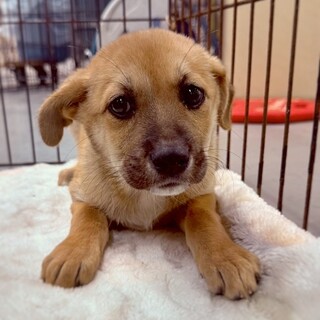 【相談中】かわいい子犬　きはだちゃん　3ヶ月