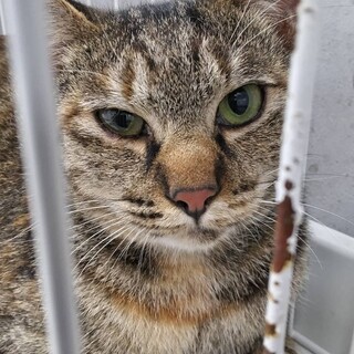 処分対象　収容期限12/8朝まで　延長なし