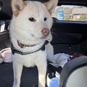 1歳 柴犬