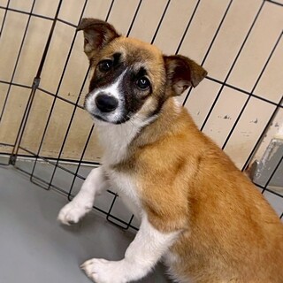 かわいい子犬　YUKIMIちゃん　3ヶ月