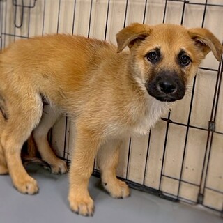 かわいい子犬　びんちょくん　3ヶ月