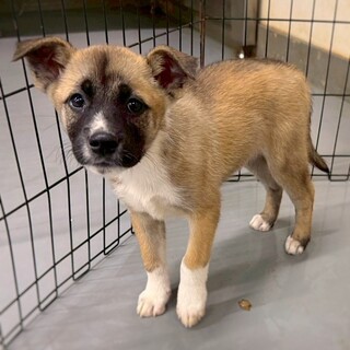 かわいい子犬　ほんくん　3ヶ月