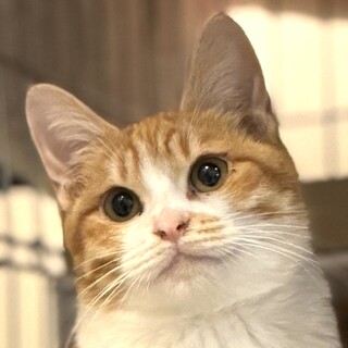 生後4ヶ月位の甘えん坊男子