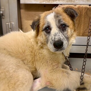 モフモフもこもこ　おぅまぁくん　8歳〜