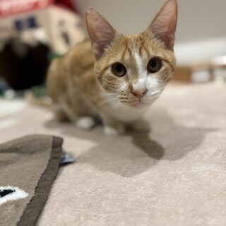 人馴れ抜群な甘えたドルくん