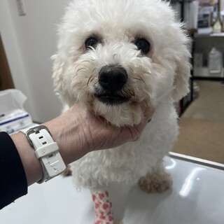 パチパチおめめのビション・フリーゼ　しろちゃん