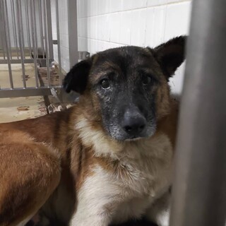 殺処分対象❗️収容期限12/8迄❗️延長なし