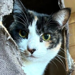 ナデナデ大好き三毛の女の子＊みやびちゃん・5歳