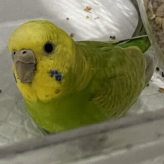 セキセイインコ6ヶ月女の子