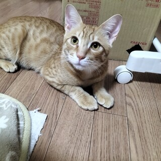 元気で活発なオス猫