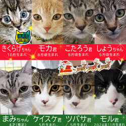 小さな猫の譲渡会23匹★みよし市