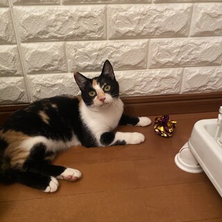 三毛猫女子　美猫　甘ったれさんです　エイズ陽性