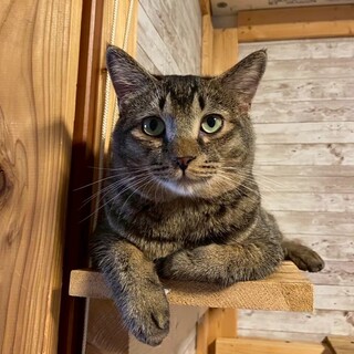 元気いっぱいの甘えん坊のケセラ君