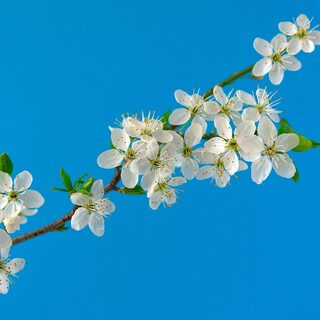 【交渉中】スコティッシュフォールドの7歳の女の子