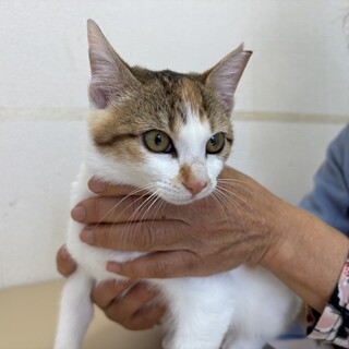 お利口さん⭐︎三毛猫　ムーちゃん