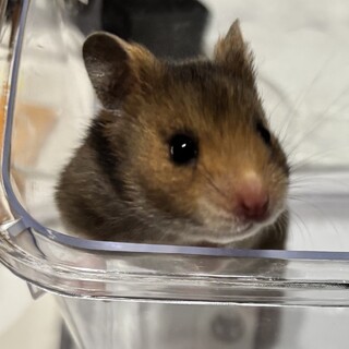 11/4産まれアンブロウス模様の赤ちゃんハムスター