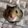 11/4産まれアンブロウス模様の赤ちゃんハムスター サムネイル2