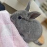 ちゃむちっち
